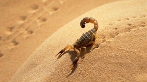 1366_Scorpion